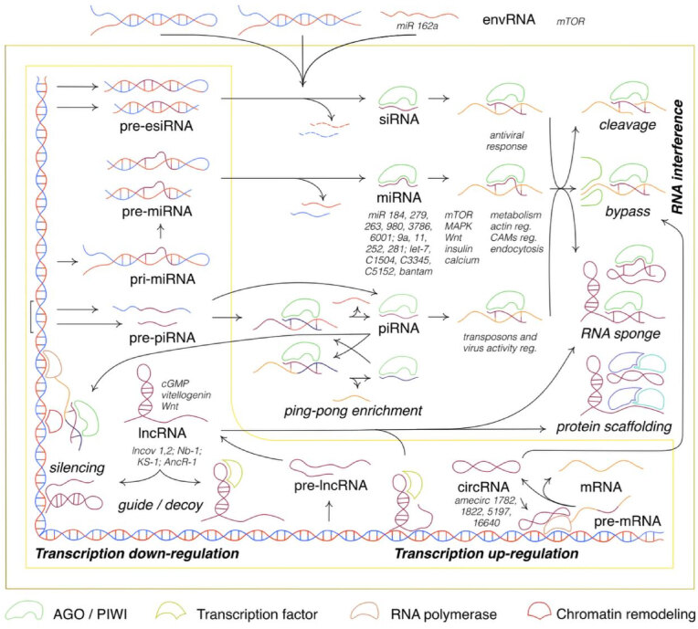 Map of regulatory non-coding RNA classes, their mechanisms of action and molecular targets linked to eusociality in Hymenoptera.