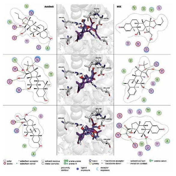 Two-dimensional ligand interaction diagrams and three-dimensional binding poses for glucocorticoids in the TRPM8 pocket, computed with AutoDock and with MOE.